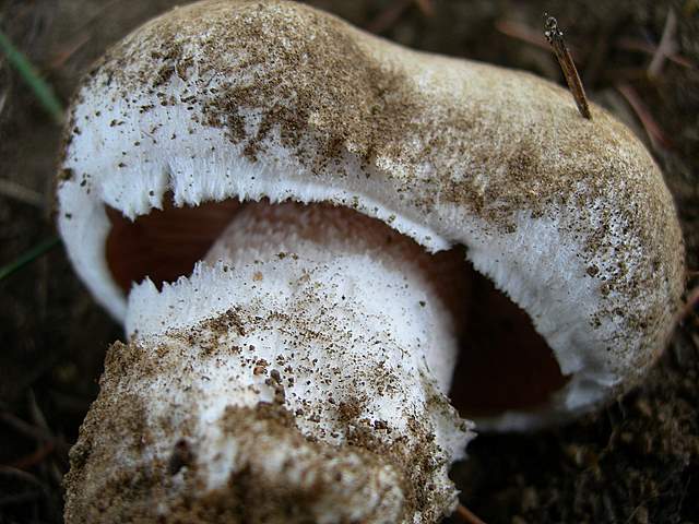 Agaricus pequinii    (Boud.)    Singer